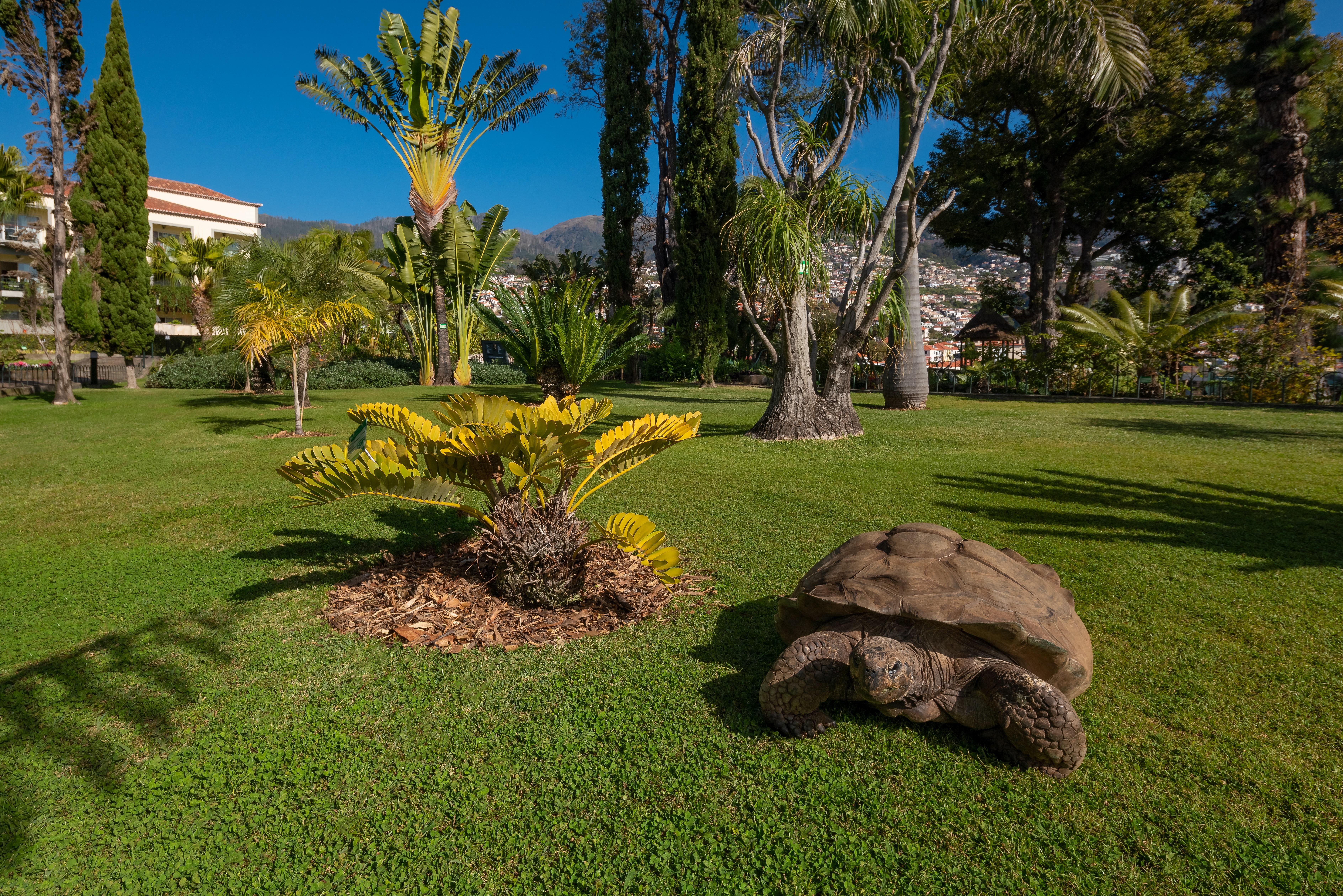 Quinta Jardins Do Lago Funchal  Exterior photo Aldabra giant tortoise at the park